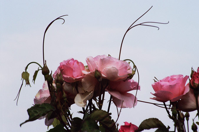 Roses - Majd el Shams, 2006 Photo: Patricia Cardet